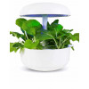 Pok Choy - Plantui capsules Smart Garden