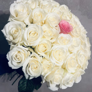 51 balta roze Rozes