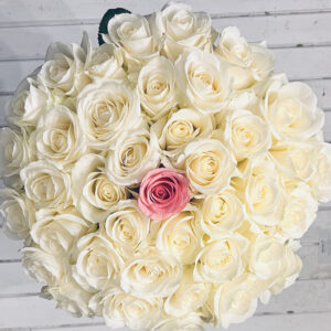 51 balta roze Rozes