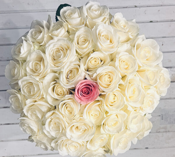 51 balta roze Rozes