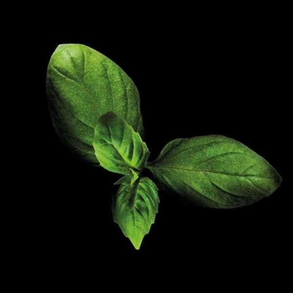 Baziliks - Plantui kapsulas Gudrais dārzs