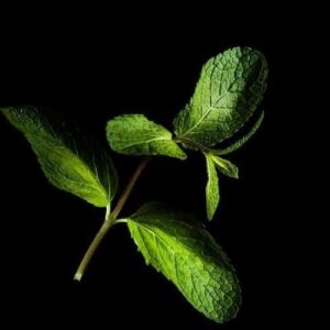 Piparmētra - Plantui kapsulas Gudrais dārzs