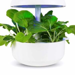 Pak čoijs - Plantui kapsulas Gudrais dārzs