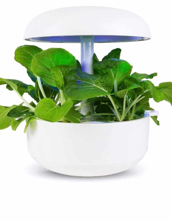 Pak čoijs - Plantui kapsulas Gudrais dārzs