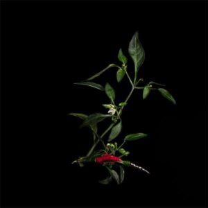 Sarkanie dēmona čilī - Plantui kapsulas Gudrais dārzs