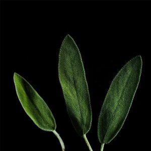 Salvija - Plantui kapsulas Gudrais dārzs