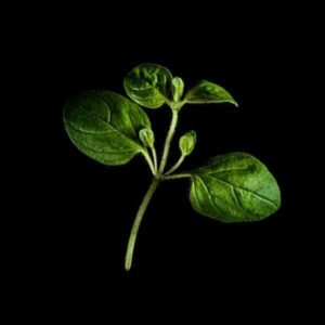 Oregāno - Plantui kapsulas Gudrais dārzs