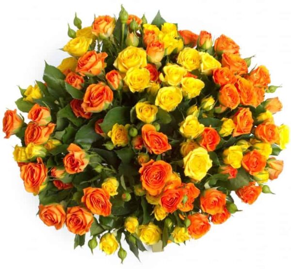 Oranži dzeltenas krūmrozes Rozes