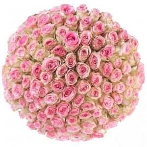 101 rozā roze Rozes