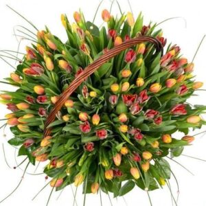 Ziedu grozs - Tulpes Ziedu grozi
