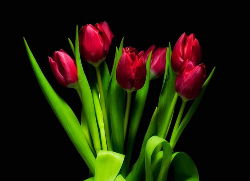 Tulpes 8.martā
