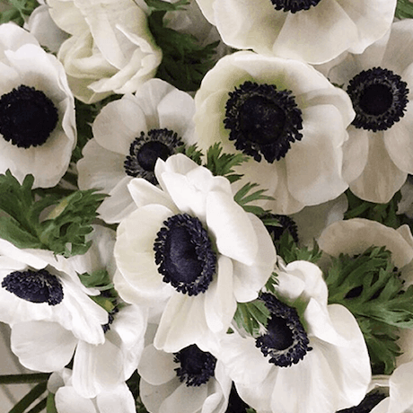 Anemones