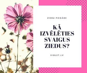Kā izvēlēties svaigus ziedus