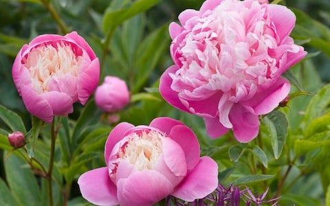 Peonijas