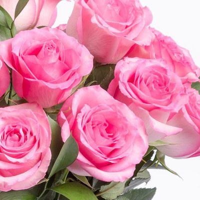 Rozā krāsas rozes